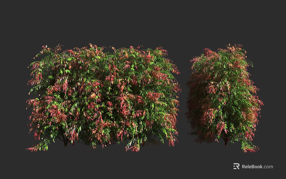 Vibrant Shrub With Green And Red Leaves For Garden Landscaping 3d model 