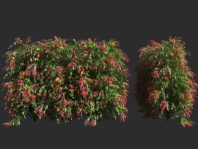 Vibrant Shrub With Green And Red Leaves For Garden Landscaping 3d model