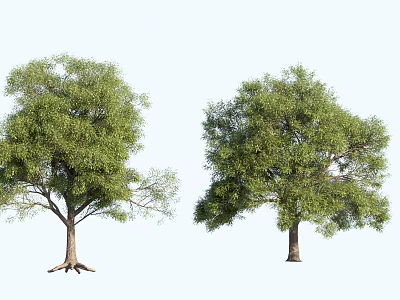 Two Tall Arbor Trees With Lush Green Foliage And Distinct Canopy Shapes 3d model