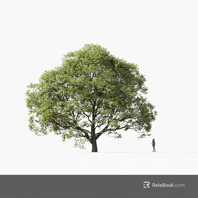 Lush Green Leafy Tree With Single Person Walking Near White Background 3d model 