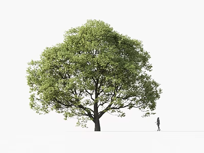 Lush Green Leafy Tree With Single Person Walking Near White Background 3d model