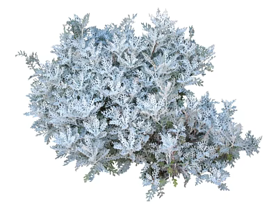 Silver Gray Flowers And Plants With Feathery Leaves In Lush Growth 3d model