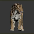 Brown Striped Tiger With Detailed Fur Standing On Dark Reflective Surface