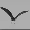 Dark Feathered Bird Spreading Wings Over Gray Background With Visible Claws