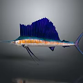 Vibrant Sailfish With Blue Dorsal Fin Orange Stripes And Long Bill