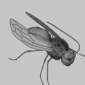 Detailed Wasp Insect With Compound Eyes Antennae And Yellow Black Stripes On Dark Background