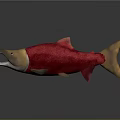 Red and Yellow Aquatic Fish with Open Mouth Yellow Head and Tail