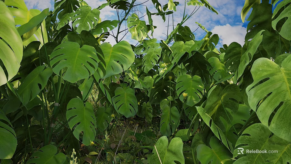 Lush Green Monstera Leaves in Outdoor Garden With Blue Sky Background 3d model 