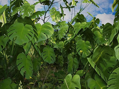 Lush Green Monstera Leaves in Outdoor Garden With Blue Sky Background 3d model