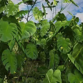 Lush Green Monstera Leaves in Outdoor Garden With Blue Sky Background