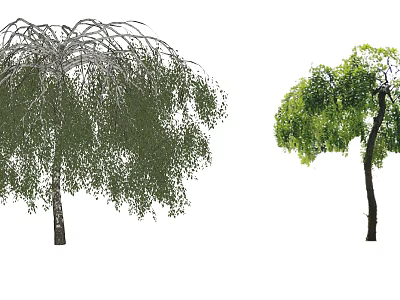 Two Arbor Trees Side By Side With Weeping Branches And Green Leaves On White Background 3d model