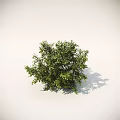 Various Shrub Varieties For Garden Landscaping With Different Sizes And Shapes 3d model