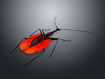 Insect with Red Wings Black Legs and Long Antennae on Gray Background 3d model