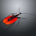 Insect with Red Wings Black Legs and Long Antennae on Gray Background