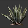 Tall Agave Plant With Green Pointed Leaves And Decorative Colored Base