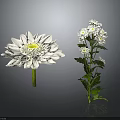 White Flowers Plant With Large Single Bloom And Multiple Small Blossoms Green Leaves