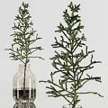 Clear Glass Vases With Green Plant Branches And Roots Submerged In Water