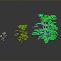 Three Vibrant Green Plants of Different Sizes on Dark Reflective Surface