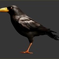 Crow Bird Bird Bird Bird Bird Animal Game Animal Cartoon Animal Animal 3d model