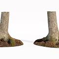 Natural Stone And Wood Tree Trunks With Exposed Roots In Natural Landscape