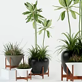 Bonsai and Potted Plants in Black White Ceramic Pots on Wooden Stands Indoor Decor