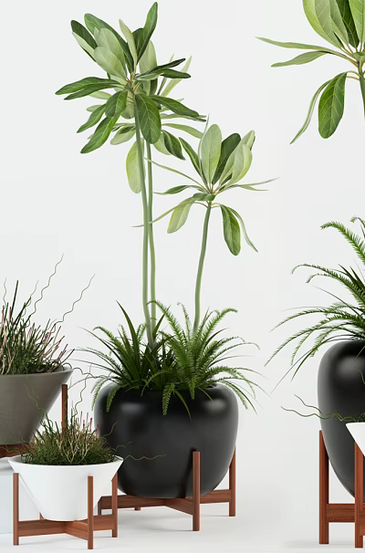Bonsai and Potted Plants in Black White Ceramic Pots on Wooden Stands Indoor Decor 3d model
