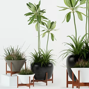 Nordic Potted Plant Collection 3d model