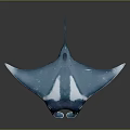 Graceful Blue Manta Ray With White Patterns Swimming In Underwater Environment 3d model