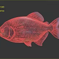 Vibrant Multicolored Fish With Sparkling Scales And Shiny Blue Fins On Dark Background With Reflection