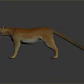 Reddish Brown Puma Standing With Open Mouth On Grey Background