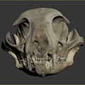 Detailed Animal Skull Organ Anatomy With Bone Structure Eye Socket And Teeth