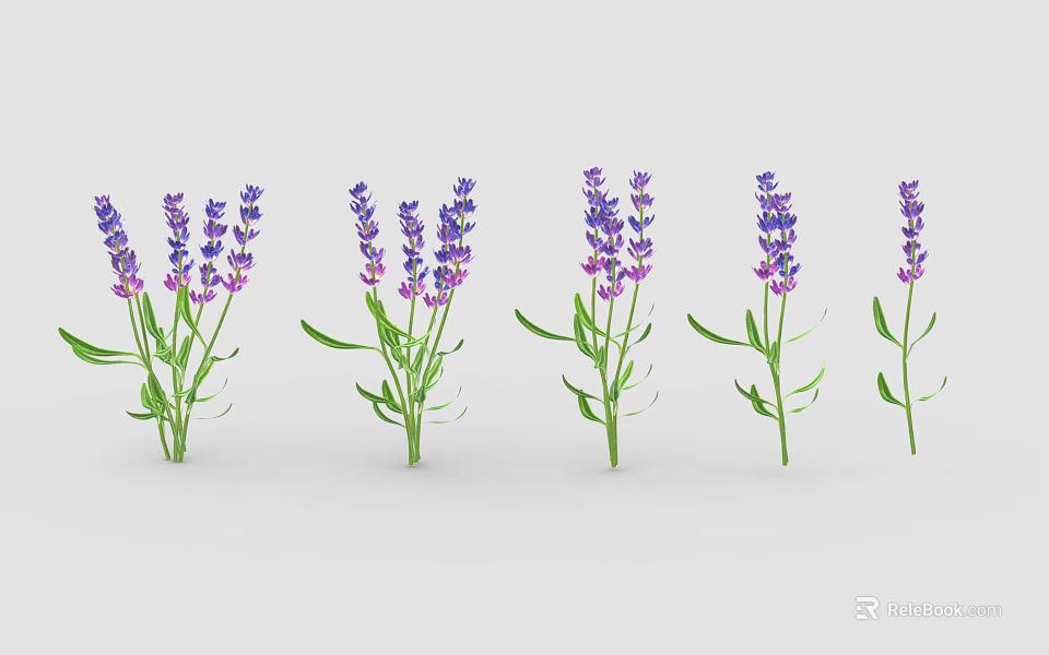 Blooming Lavender Plants With Purple Flowers And Green Stems In Different Poses 3d model 
