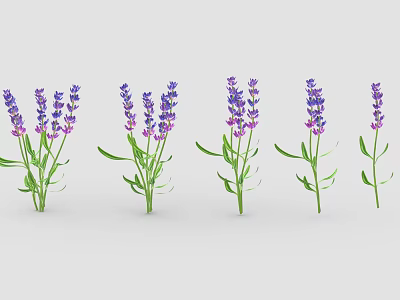 Blooming Lavender Plants With Purple Flowers And Green Stems In Different Poses 3d model