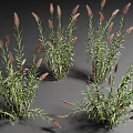 Aquatic Plants With Green Leaves And Purple Flower Spikes In Clustered Growth