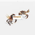 Two Brown And Tan Aquatic Crabs With Distinct Claws On White 3d model