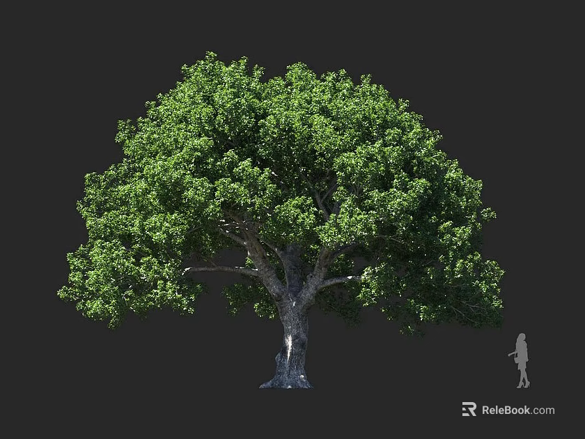 Tall Tree with Lush Green Foliage and Thick Trunk Beside Human Silhouette 3d model 