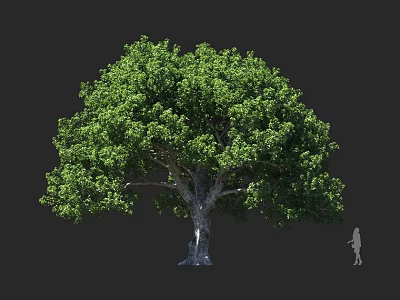 Tall Tree with Lush Green Foliage and Thick Trunk Beside Human Silhouette 3d model