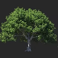 Tall Tree with Lush Green Foliage and Thick Trunk Beside Human Silhouette