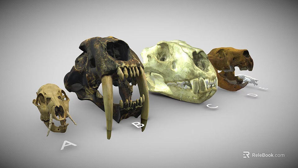 Various Animal Skulls Display With Labeled Letters For Educational Purpose 3d model 