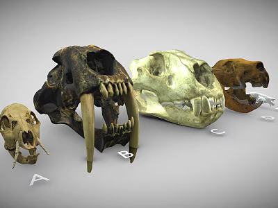 Various Animal Skulls Display With Labeled Letters For Educational Purpose 3d model