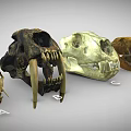 Various Animal Skulls Display With Labeled Letters For Educational Purpose