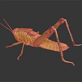 Green Grasshopper with Long Hind Legs and Textured Body on Dark Reflective Surface