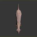 Pink Hairless Naked Mole Rat Standing On Dark Reflective Surface