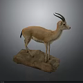 Gazelle Taxidermy Mount Standing On Natural Stone Base In Studio