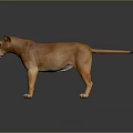 Realistic Lioness 3D Model With Orange Brown Fur Standing On Gray Gradient Background 3d model
