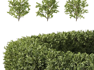 Garden Decor Featuring Small And Large Round Shaped Green Shrubs For Garden Landscaping 3d model