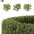 Garden Decor Featuring Small And Large Round Shaped Green Shrubs For Garden Landscaping