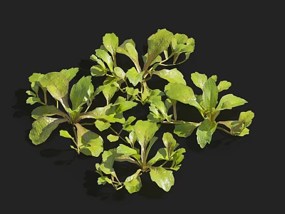 Fresh Green Flower Display With Lush Leaves And Natural Vibrant Foliage 3d model