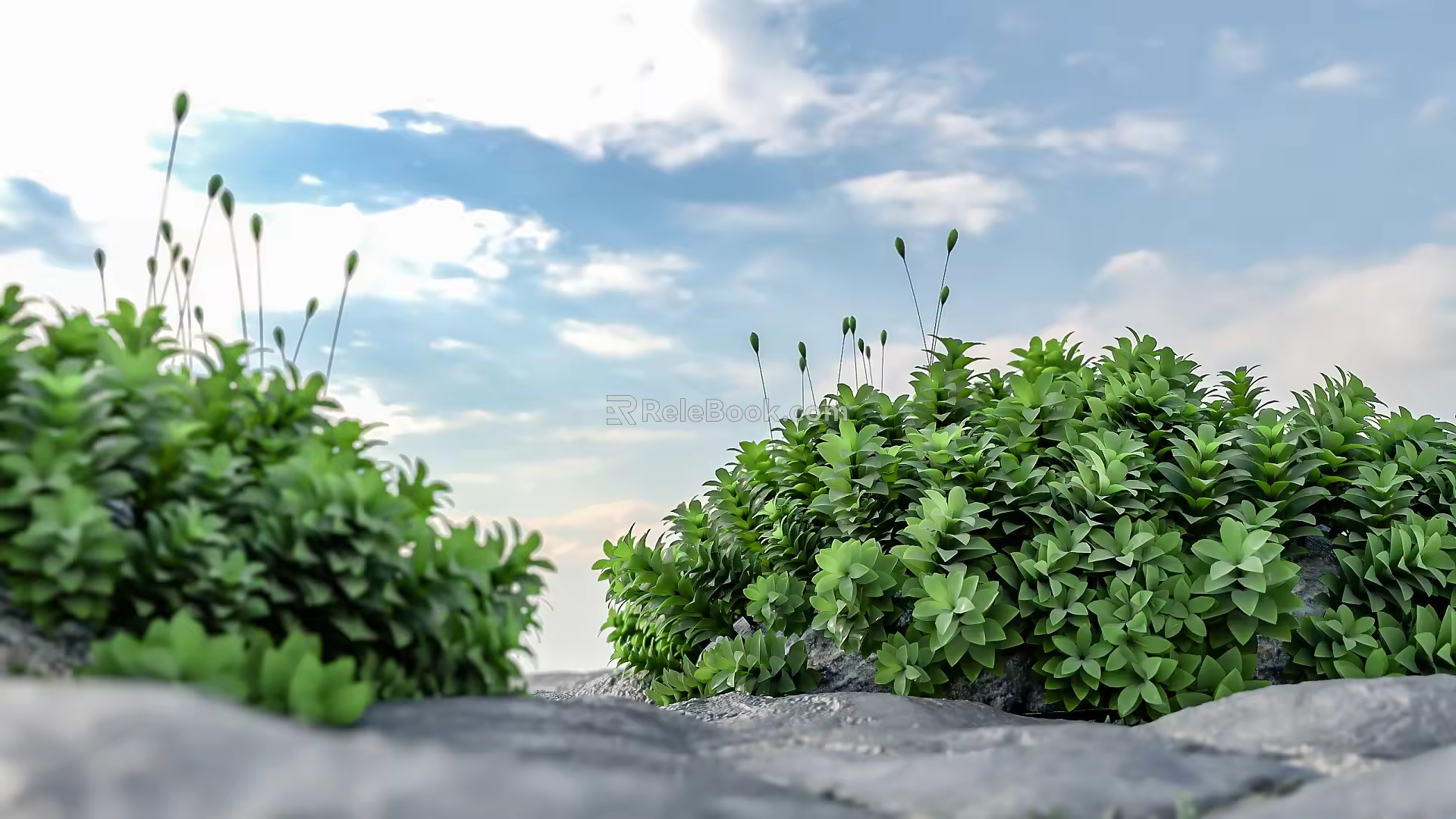 moss cucurbit moss su model vray 3d model