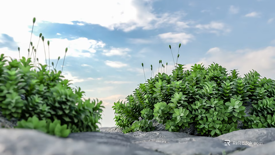 Lush Green Plants Growing On Gray Ground Under Blue Sky And White Clouds 3d model 